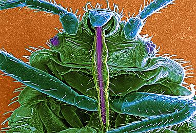 《索尼克赛车 交叉世界》Steam页面 发售日待定